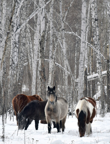 a herd of horses of different colors graze in the winter forest, looking for grass under the snow