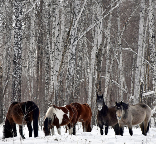 a herd of horses of different colors graze in the winter forest, looking for grass under the snow