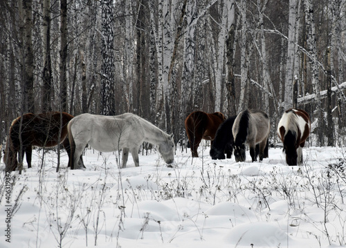 a herd of horses of different colors graze in the winter forest, looking for grass under the snow