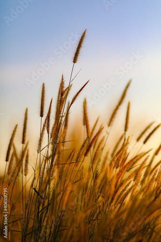 wheat field in sunset