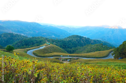 Abstract Background of Sunrise Landscape nature of golden mountain by Mexican sunflower field name Tung Bua Tong in Maehongson (Mae Hong Son),Thailand