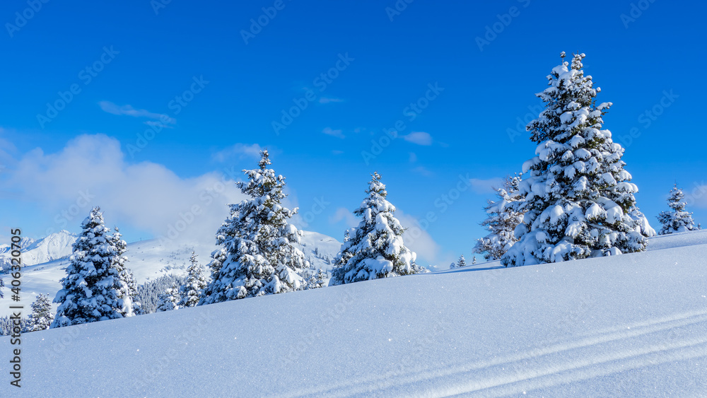 Amazing view of a group of isolated pine trees covered by fresh snow after snowfall. Alpine and winter contest. Wonderful landscape. Freedom and peaceful contest