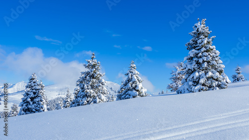 Amazing view of a group of isolated pine trees covered by fresh snow after snowfall. Alpine and winter contest. Wonderful landscape. Freedom and peaceful contest