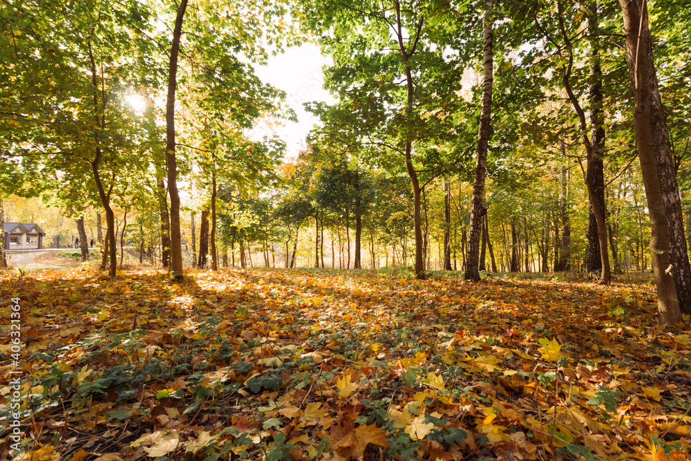 autumn in the park