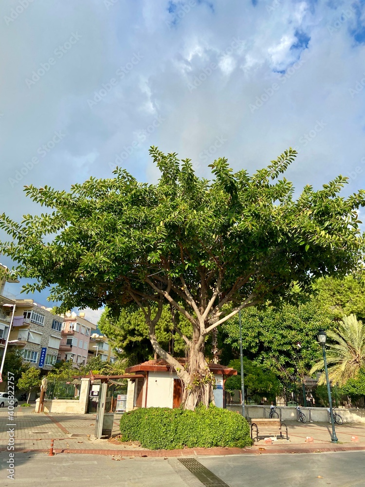big magnolia tree 