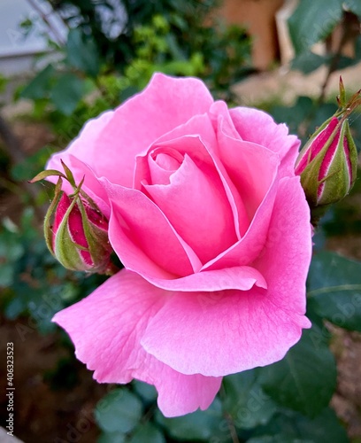 pink rose in garden
