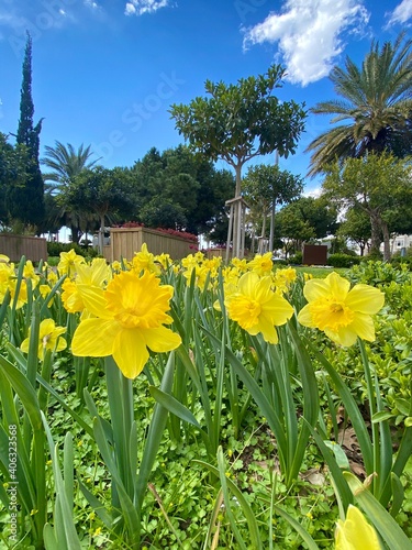 daffodils in the park