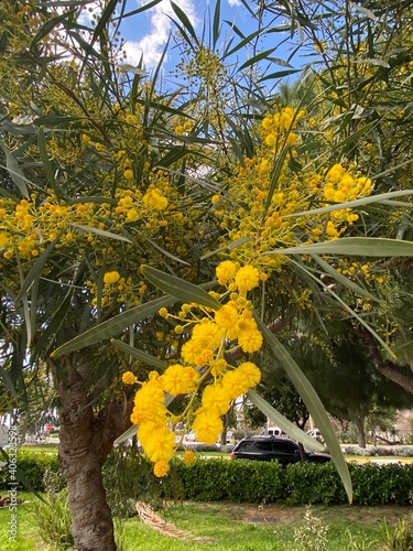 turkish spring mimoza tree  photo