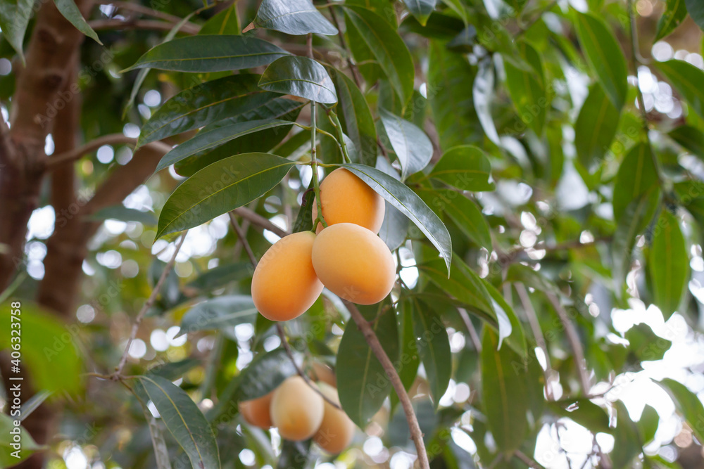 Fresh Sweet Yellow Marian Plum or Plum Mango on tree in the garden.
