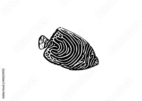 Emperor angelfish Juvenile