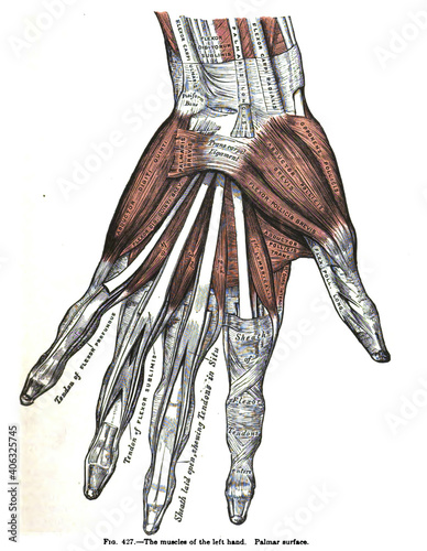 Photo Vertical anatomy drawing and text of the muscles of the left hand, from the 19th