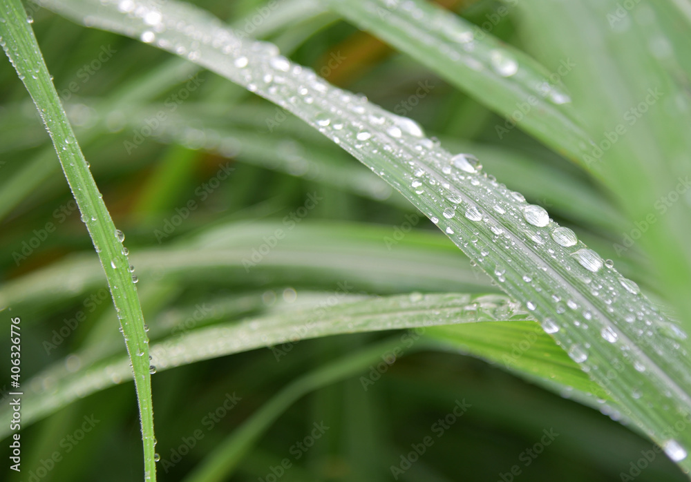 Fresh grass with dew drops close up Fresh grass with dew drops close up