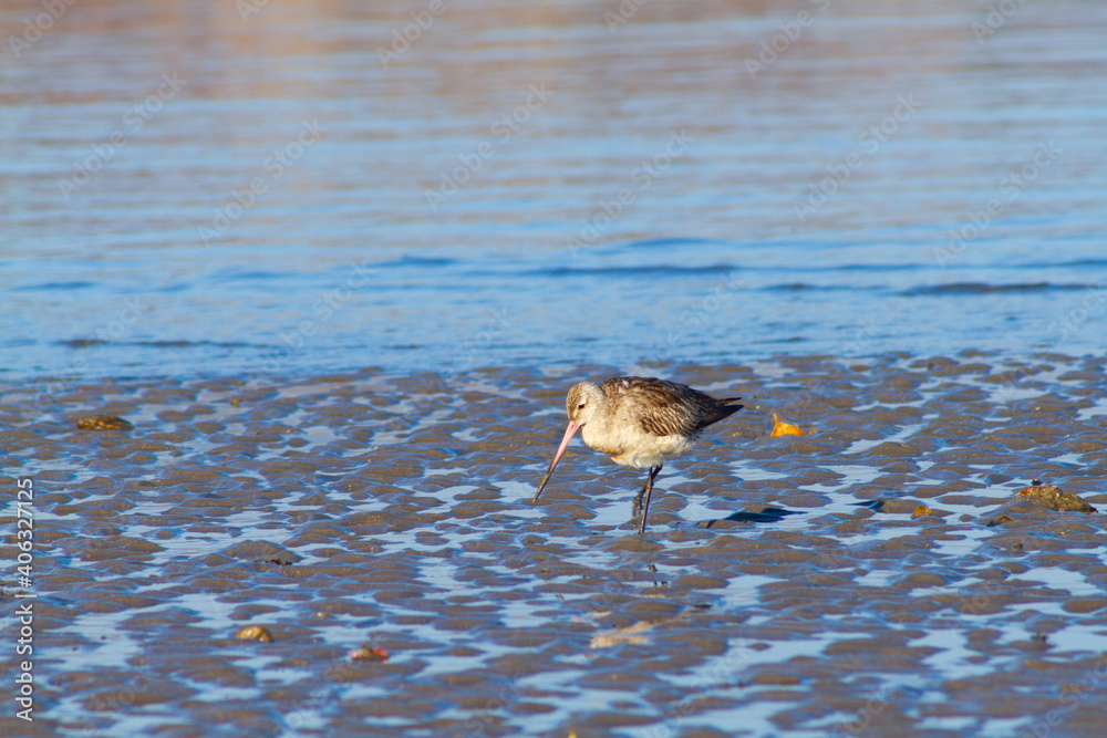 a small bird was doing activities on the beach, Dili Timor Leste a small bird was doing activities on the beach, Dili Timor Leste