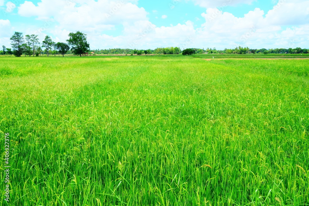 Scenery of Paddy Field with White Clouds on Blue Sky Background.