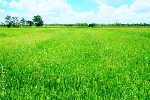 Scenery of Paddy Field with White Clouds on Blue Sky Background.