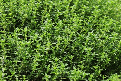 Close-up of thyme grown thickly in a sunny herb garden