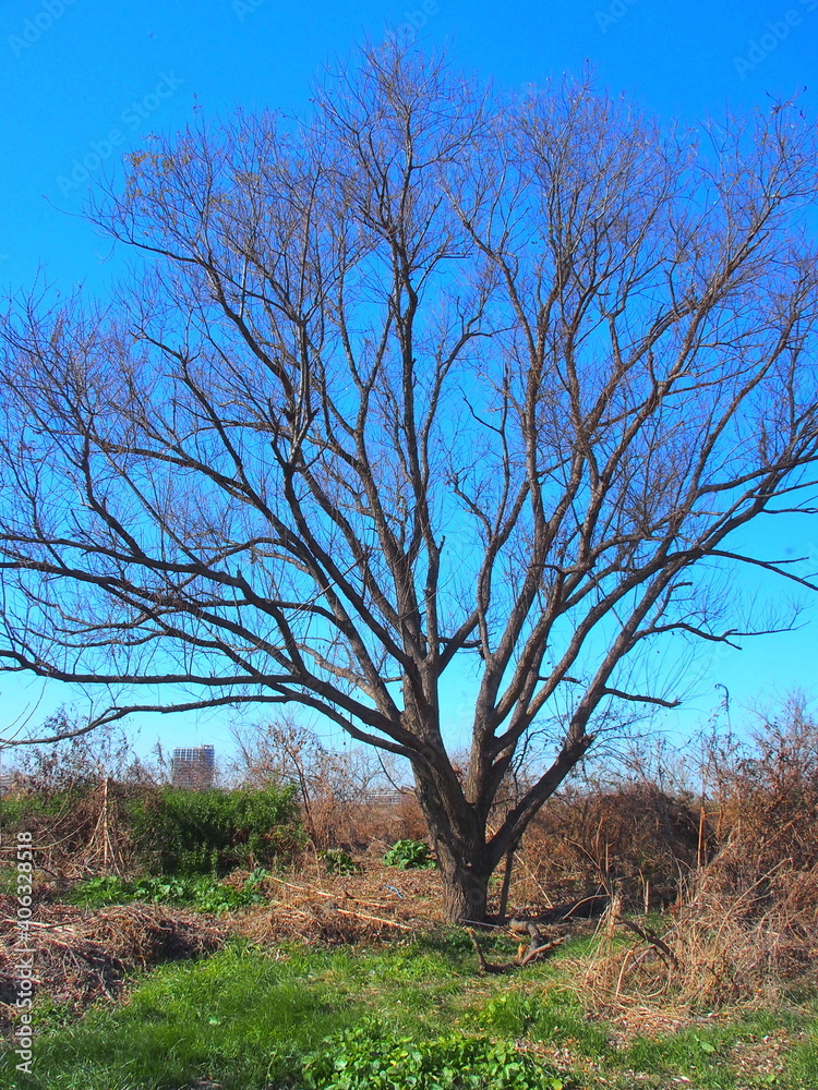 冬の江戸川河川敷の枯れ木と青空