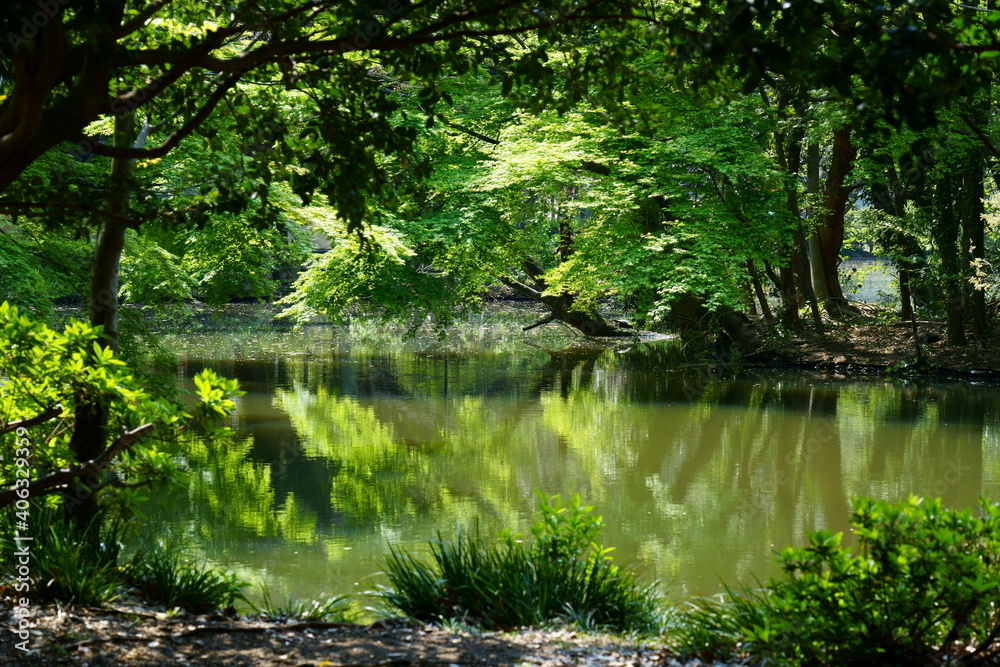 春の新緑に囲まれた池の風景 -カエデの葉の緑が美しい 春の新緑に囲まれた池の風景 -カエデの葉の緑が美しい