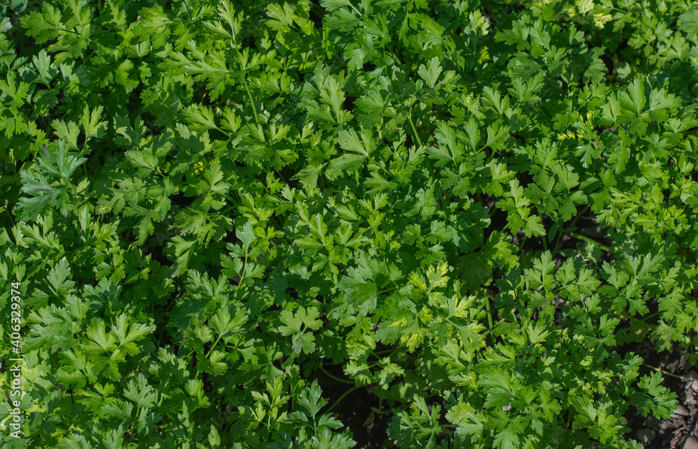 Fresh juicy green parsley. Background for vegetables and vegetarians.
