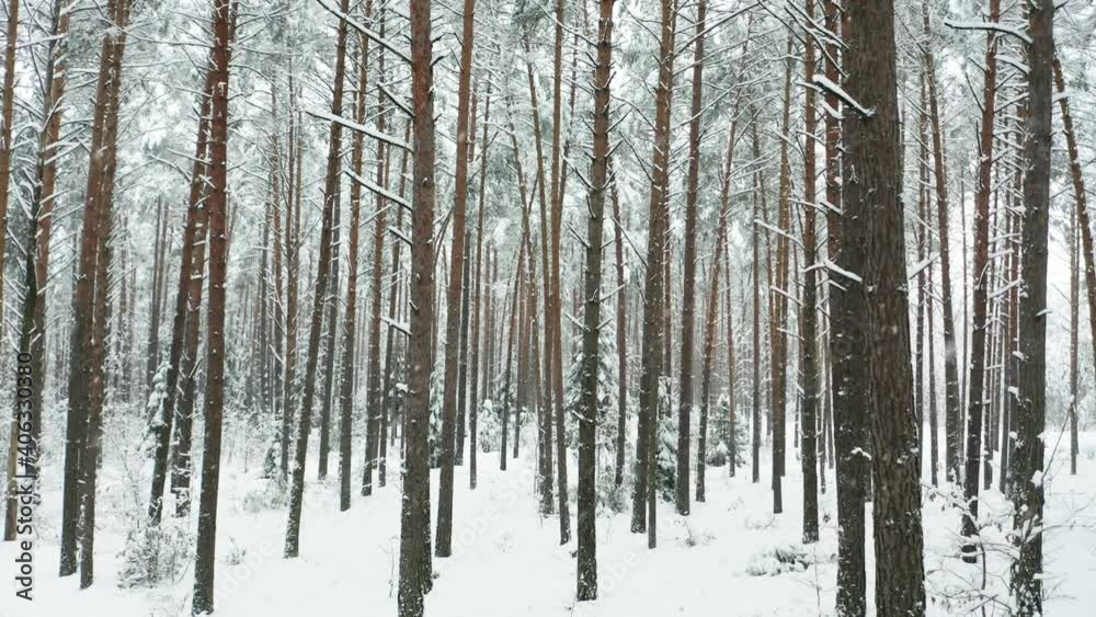 Drone shot flying on winter forest. Slow flight in forest on winter season. A beautiful winter landscape during a snowfall.
Drone shot flying on winter forest. Slow flight in forest on winter season. A beautiful winter landscape during a snowfall.
