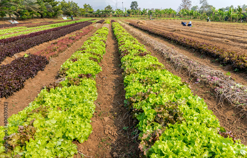 Field of fresh salad lettuce growing at vegetable plantation