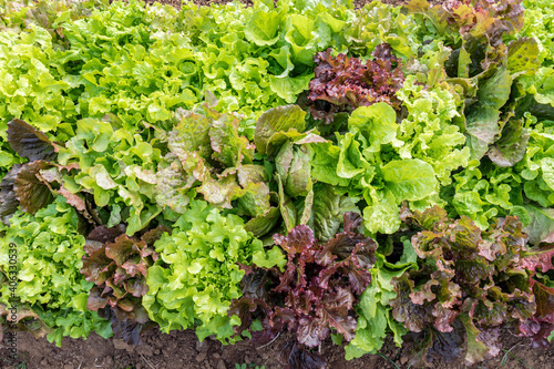 Top view of fresh salad lettuce growing at vegetable plantation