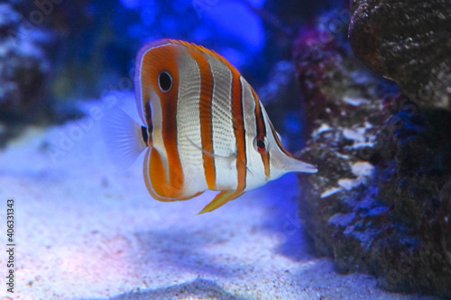 水底を泳ぐ細長い口のハシナガチョウチョウウオ