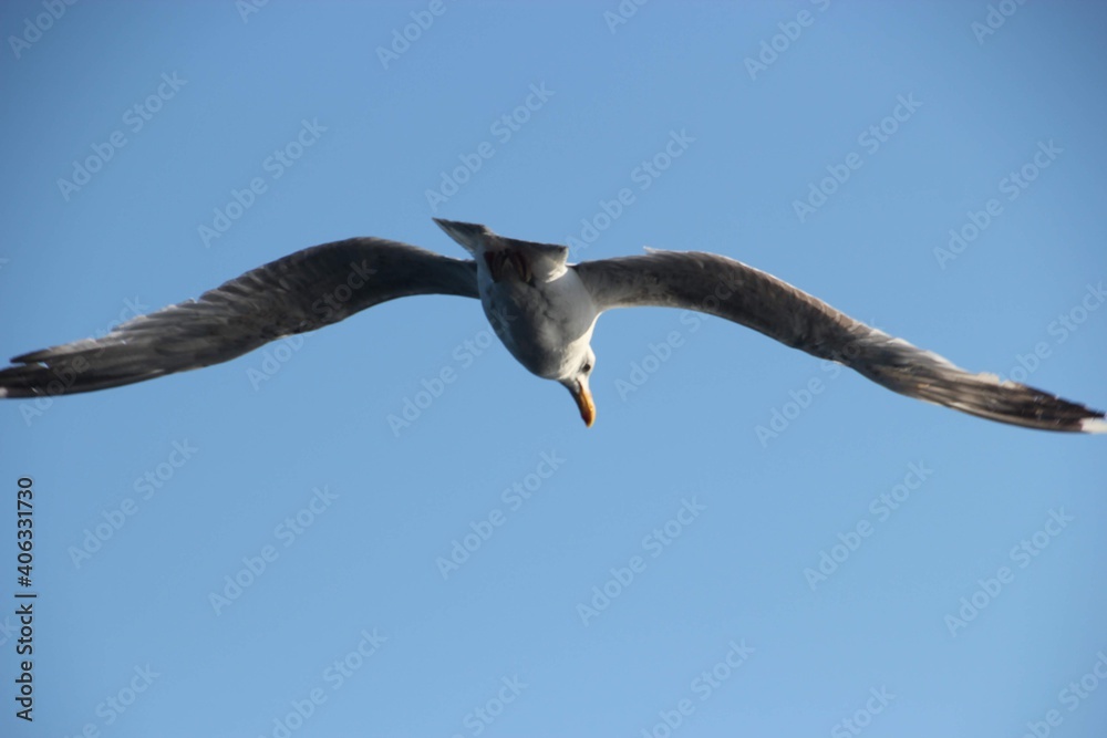 Flying Seagull Flying Seagull