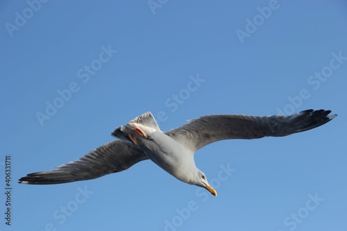 Flying Seagull