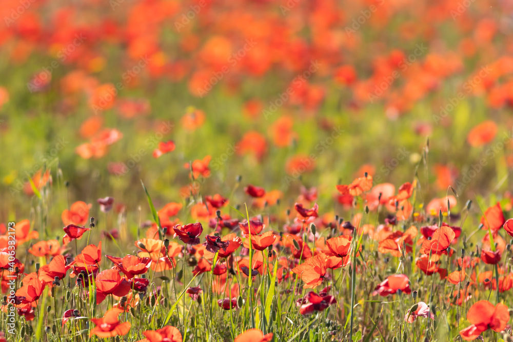 campo de amapolas