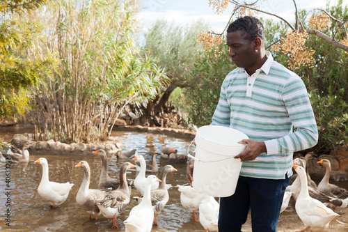 Positive African American male farmer working at farm, feeding geese photo