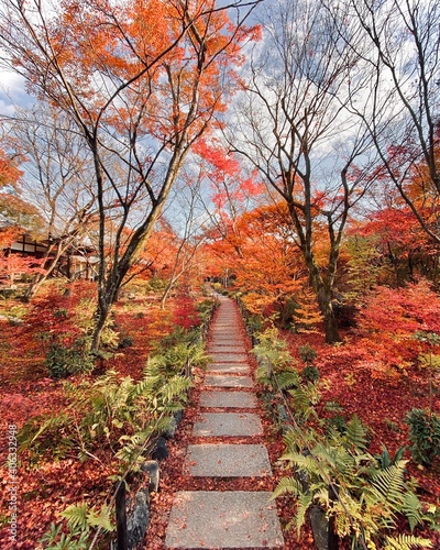 Beautiful Autumn Leaves in Kyoto Japan
