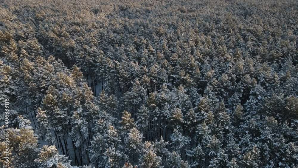 Aerial view of a frozen forest with snow covered trees at winter. Flight above winter forest in Ukraine Aerial view of a frozen forest with snow covered trees at winter. Flight above winter forest in Ukraine