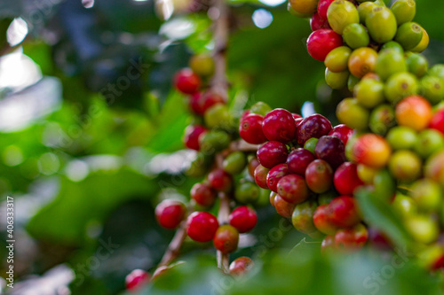 Farmers pick fresh red coffee berries from the plant Agricultural concept Fertilizer and agricultural products.