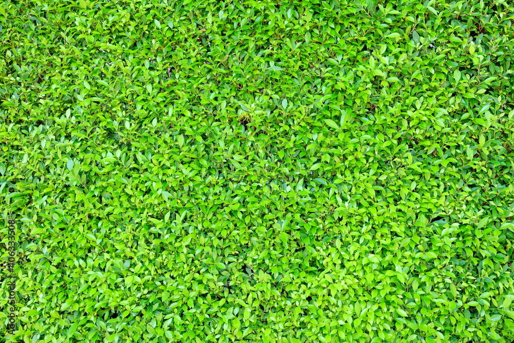 Fototapeta premium Fresh Green Leaves Fence Background, Suitable for Backdrop, Mockup, and Template.