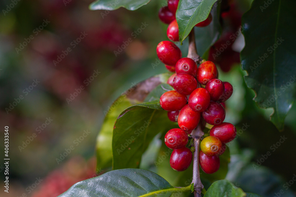 Farmers pick fresh red coffee berries from the plant Agricultural concept Fertilizer and agricultural products. Farmers pick fresh red coffee berries from the plant Agricultural concept Fertilizer and agricultural products.