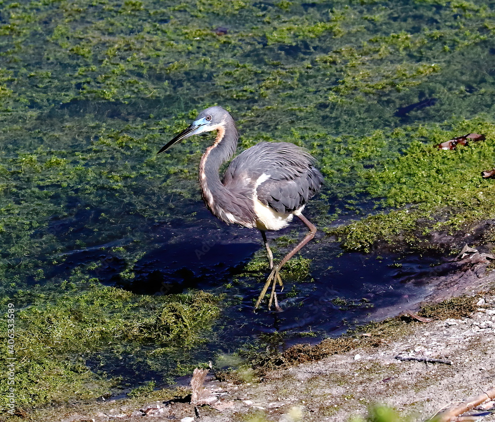 A Tricolored heron walking the bank of a green weed pond background. Egretta tricolor. A Tricolored heron walking the bank of a green weed pond background. Egretta tricolor.