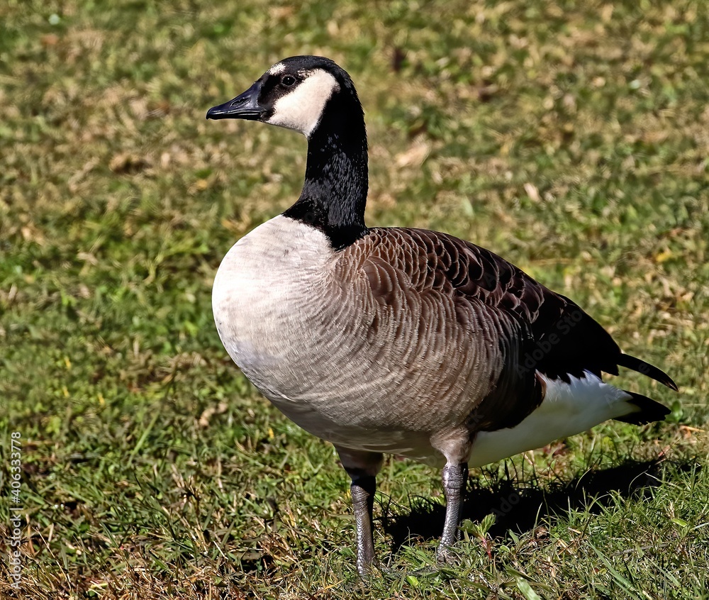 Close up of a Canada goose with a grass green background. Close up of a Canada goose with a grass green background.