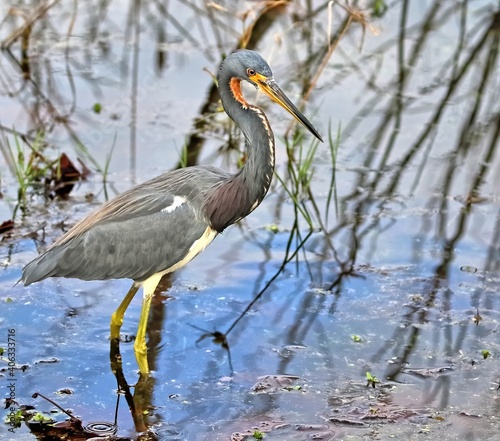A single Tricolored heron desperate to find it's next meal while traipsing through the shallow waters of the pond. photo