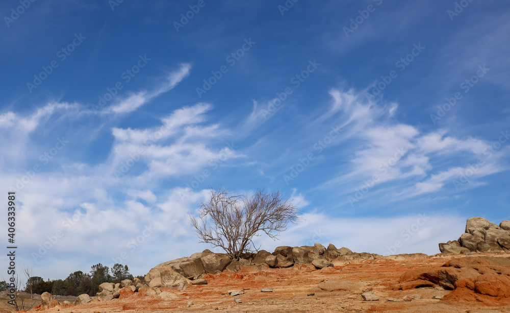 Single Willow in a Red Rock Landscape at Rattlesnake Bar in California Single Willow in a Red Rock Landscape at Rattlesnake Bar in California
