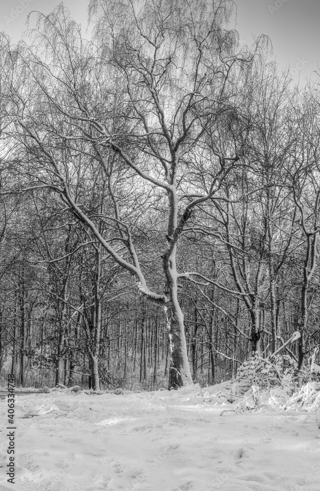 Fototapeta A black and white photo of a tree covered in snow a crispy cold winter day in a forest. Picture from Eslov, southern Sweden