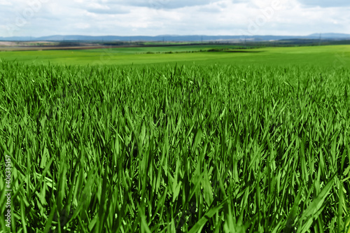 Fresh green grass in sunny day. Natural background