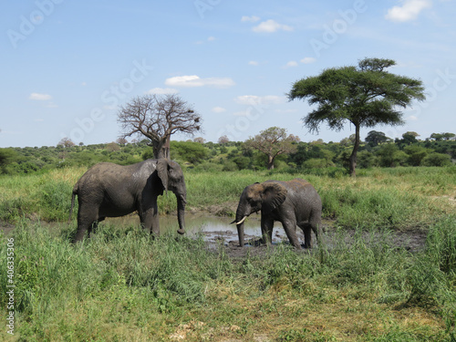 Canvas Print Closeup shot of elephants playing near a mud pond in a field in Tarangire, Tanza
