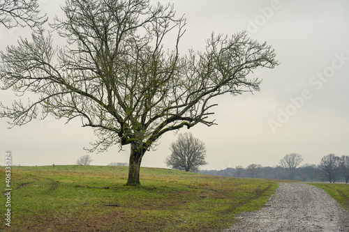 Wallpaper Mural A tree and a road at a moor. Picture from Revingehed, Scania county, Sweden Torontodigital.ca