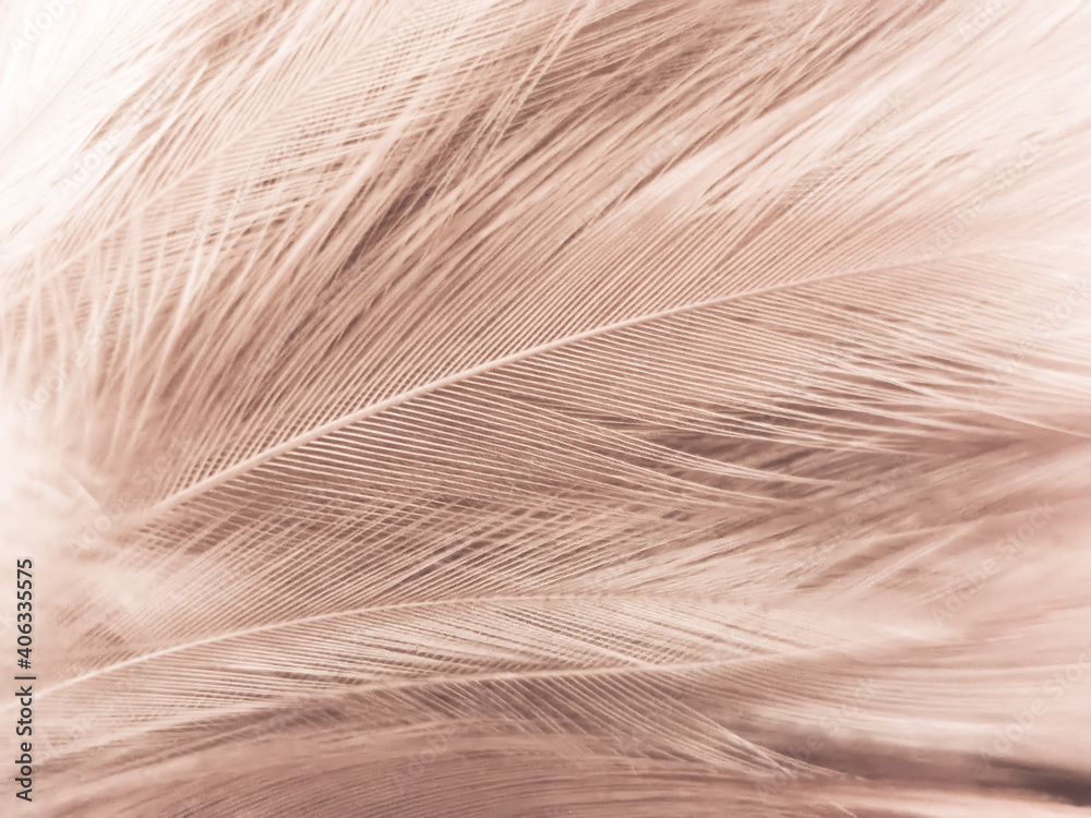 Beautiful abstract white and brown feathers on white background and soft yellow feather texture on white pattern and yellow background, feather background, gold feathers banners Beautiful abstract white and brown feathers on white background and soft yellow feather texture on white pattern and yellow background, feather background, gold feathers banners