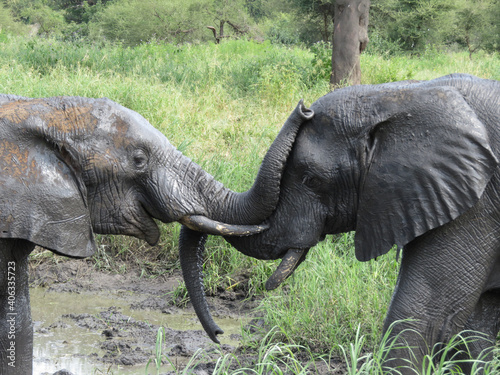 Canvas Print Closeup shot of elephants playing near a mud pond in a field in Tarangire, Tanza