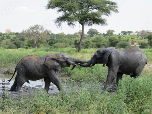 Photography Closeup shot of elephants playing near a mud pond in a field in Tarangire, Tanza