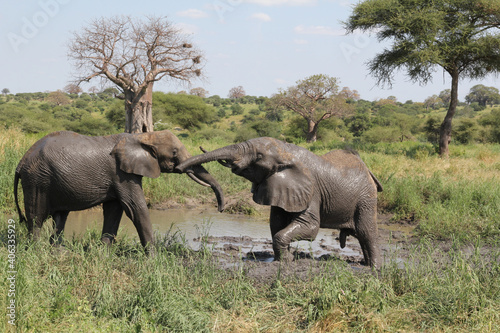 Canvas Print Closeup shot of elephants playing near a mud pond in a field in Tarangire, Tanza