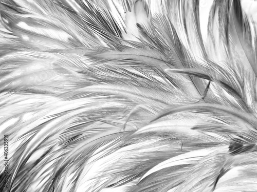 Beautiful abstract black feathers on white background and soft white feather texture on white pattern, dark theme wallpaper, gray feather background, black banners © Weerayuth