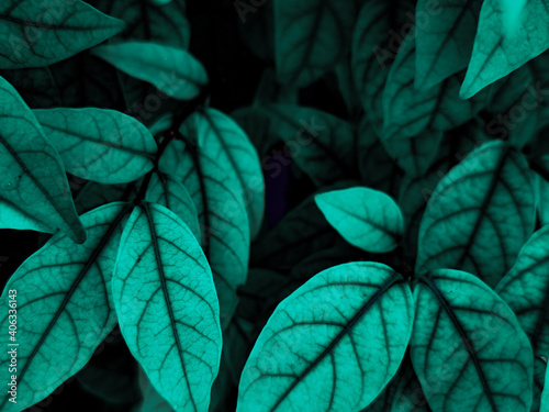 Beautiful abstract color black and green flowers on black background, light yellow flower frame, green leaves texture, green background, valentines day, love theme